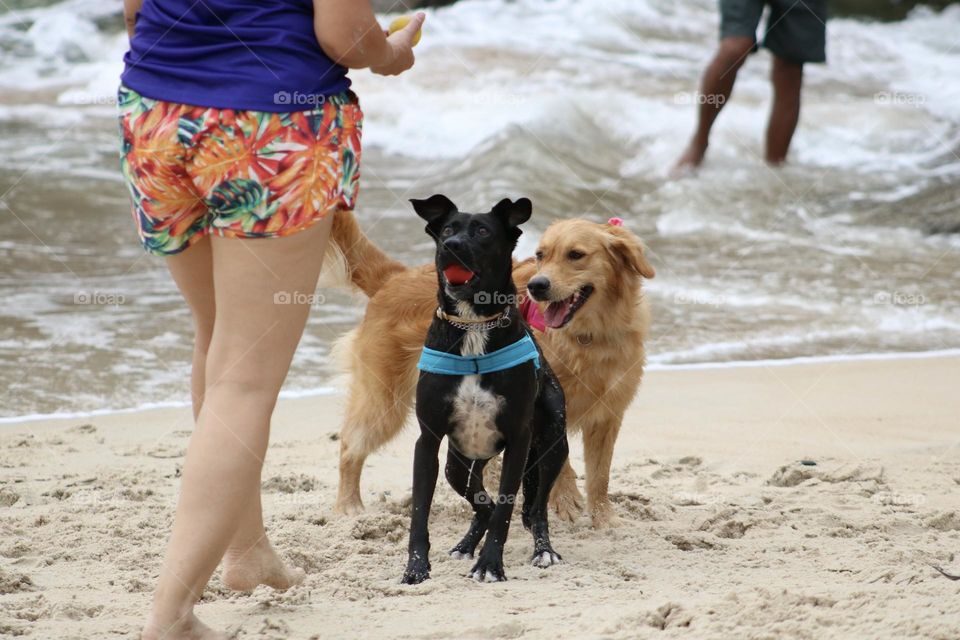 A woman playing with her dogs at the beach in Rio de Janeiro