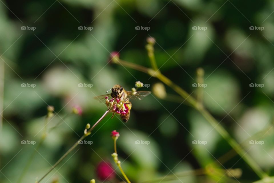 Bee collecting pollen.