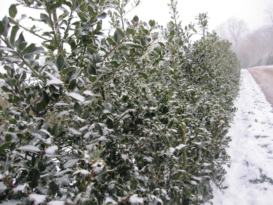 Snow On Holly