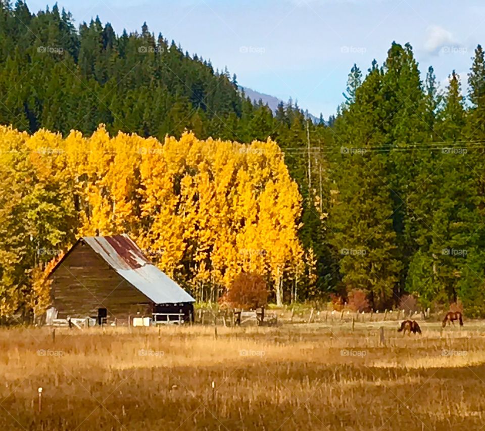 Barn and horses in mountain scene in the Fall colors