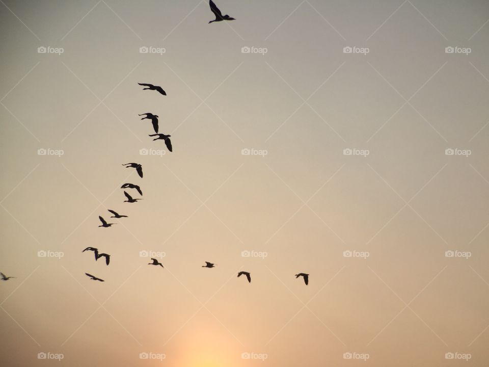 Birds