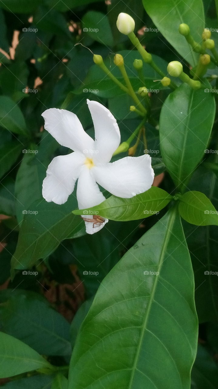 white flower