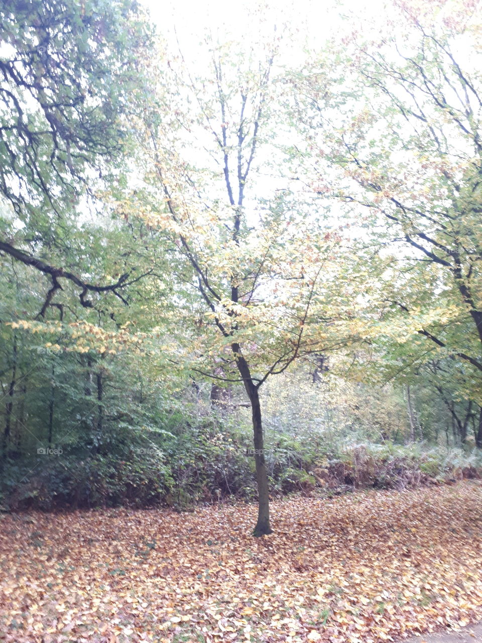 Tree, Landscape, Wood, Leaf, Nature