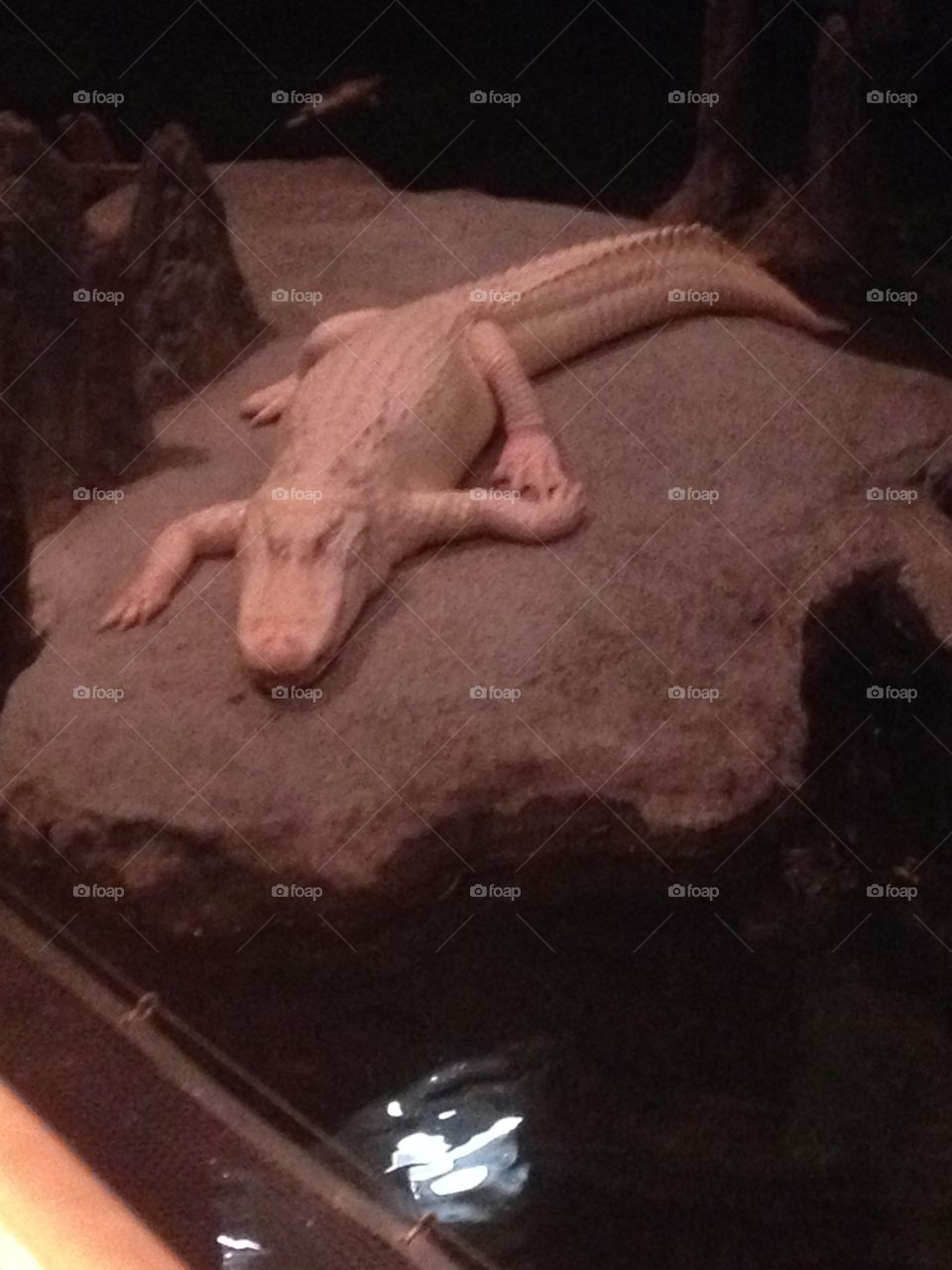Albino Crocodile 