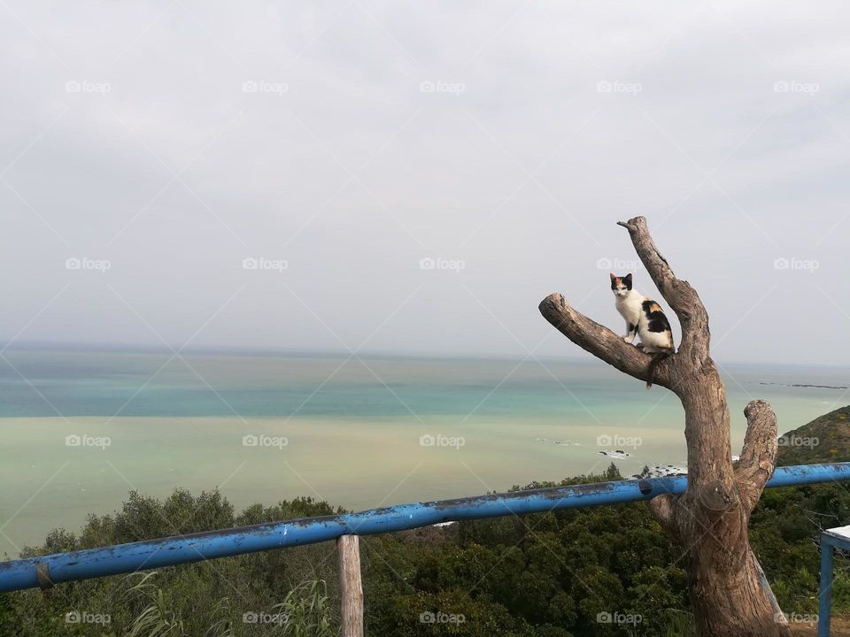 confident cat posing for a photo in the nature