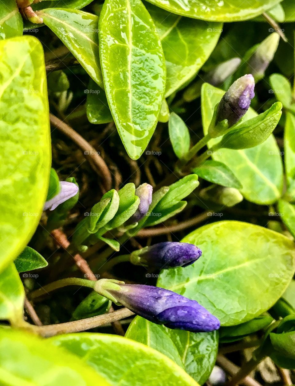 Vinca Minor Minuet
