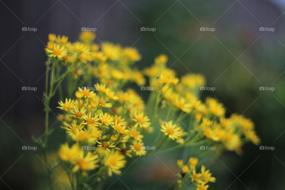 artistic photo of wild flowers