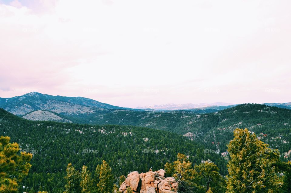 Trees growing on mountain, Colorado