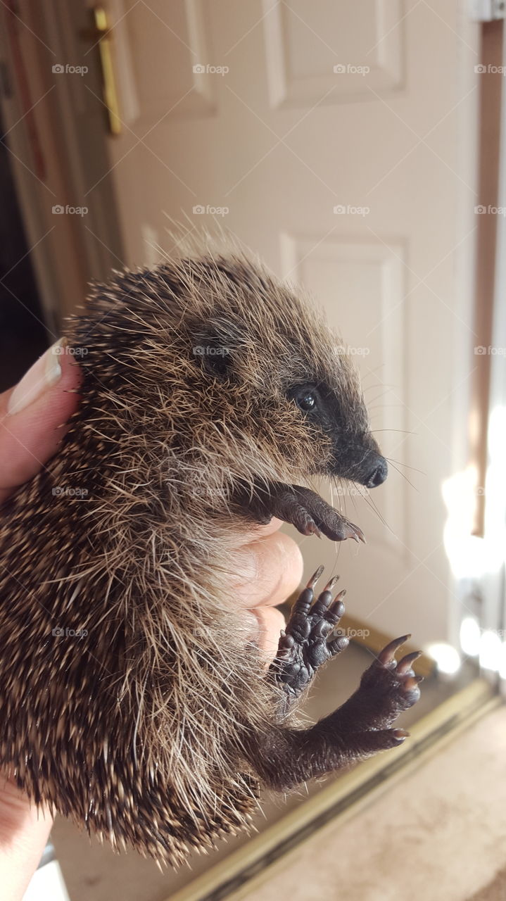 baby hedgehog