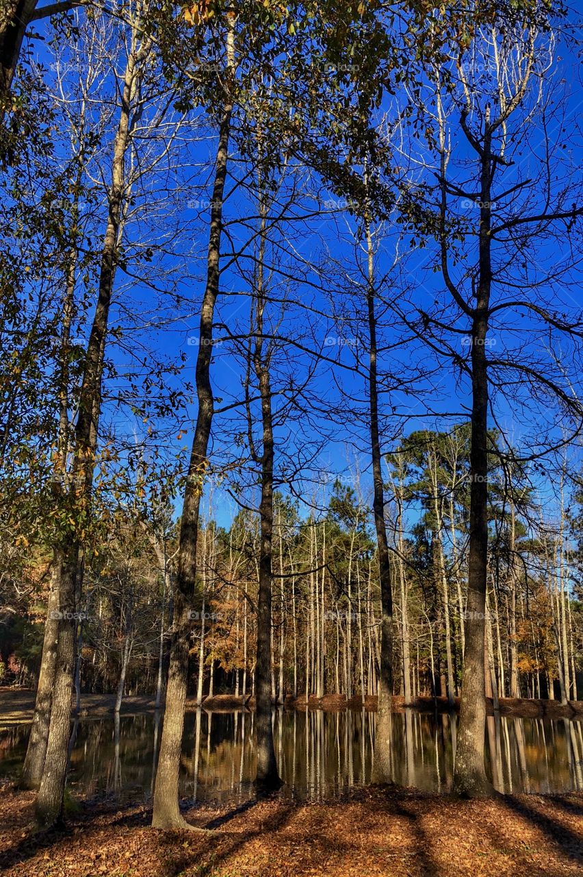 Tall Autumn Trees