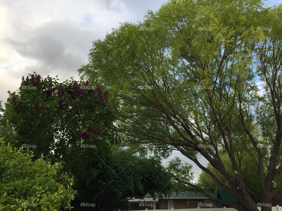 Splendid Backyard Beautiful, Beauties-Trees and Lilacs 