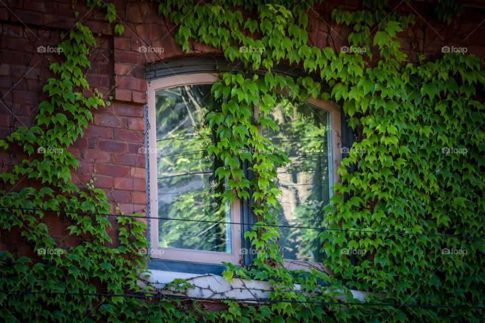 Window with wild grapes