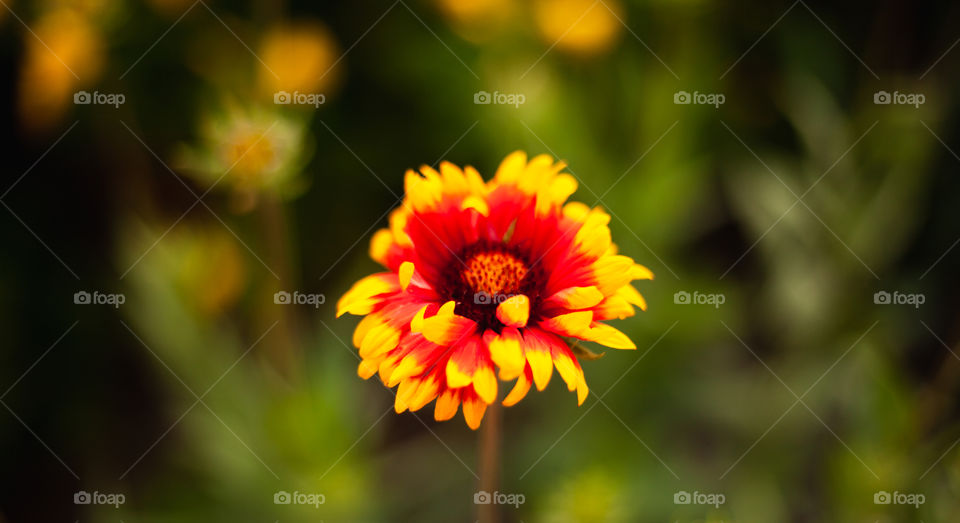 background image of flowers in the evening