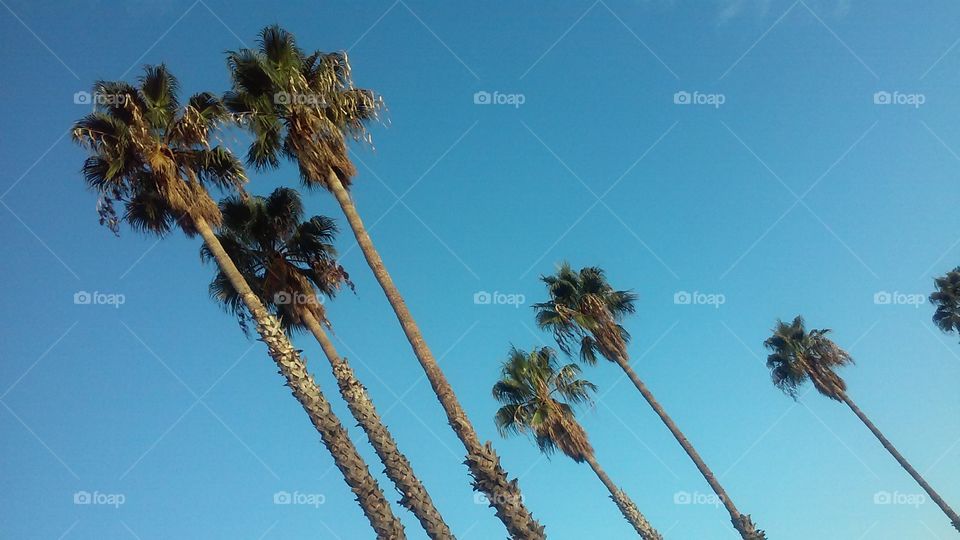 Palms at an Angle