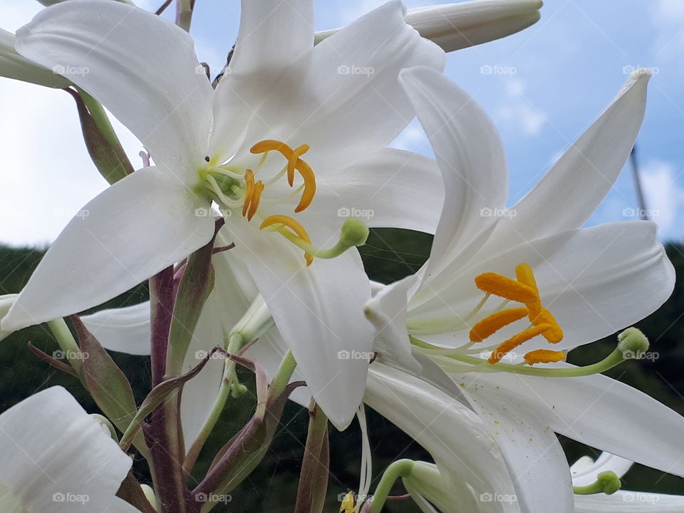 White lilies look beautiful and their smell is pleasant and refreshing