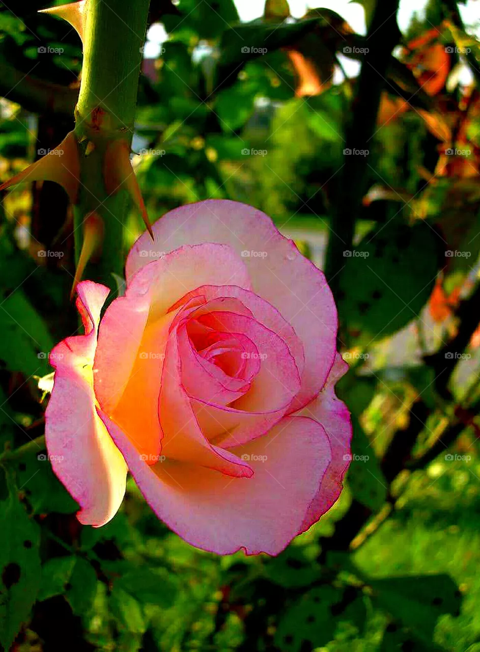 rose