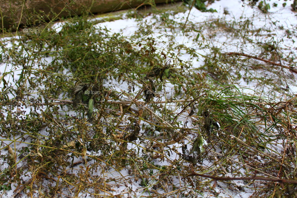 Grass and snow