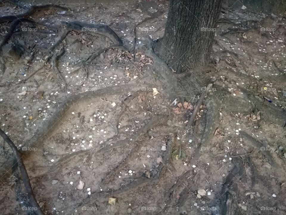 Roots that binds tree to earth surface