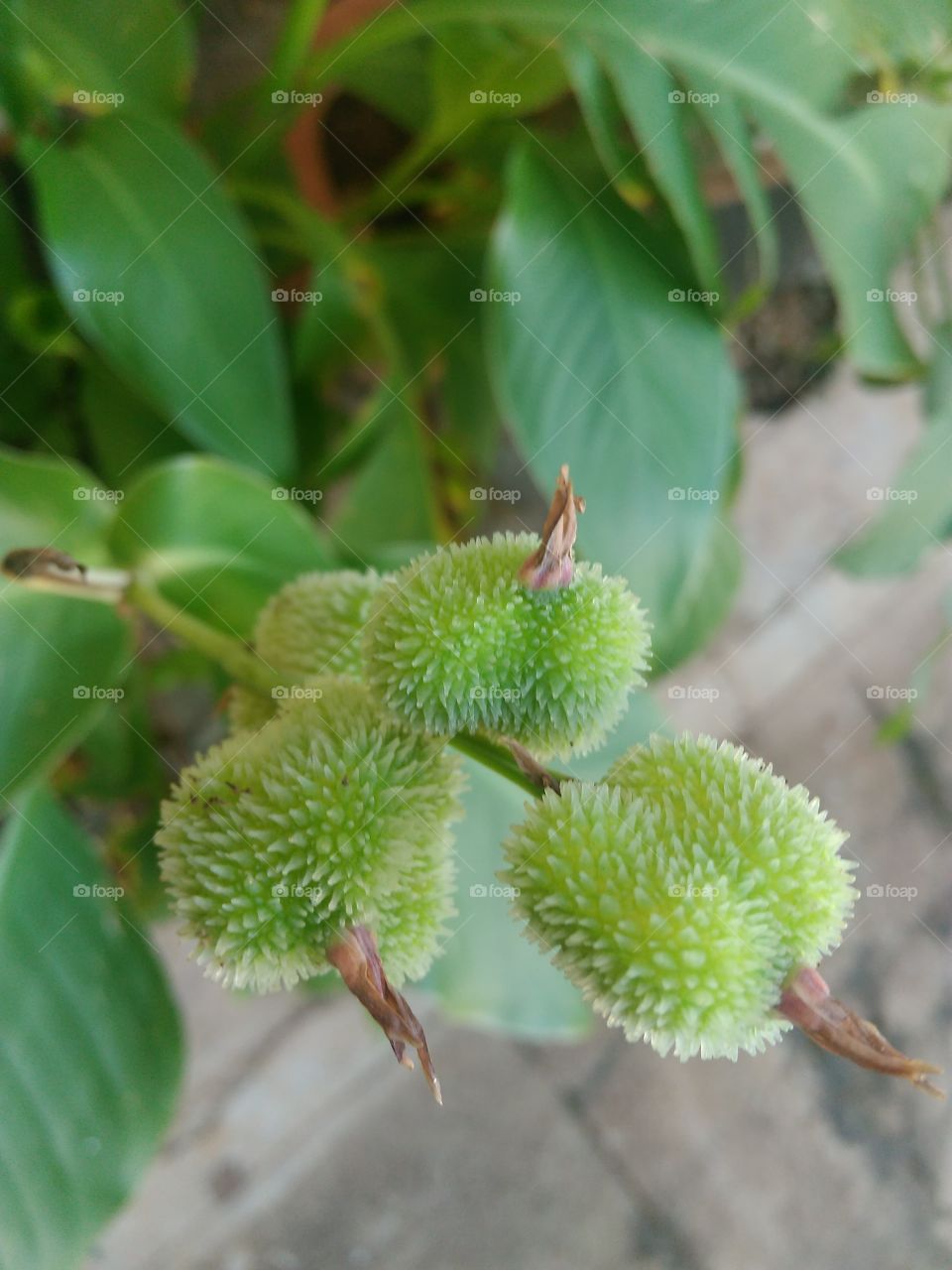 fruit