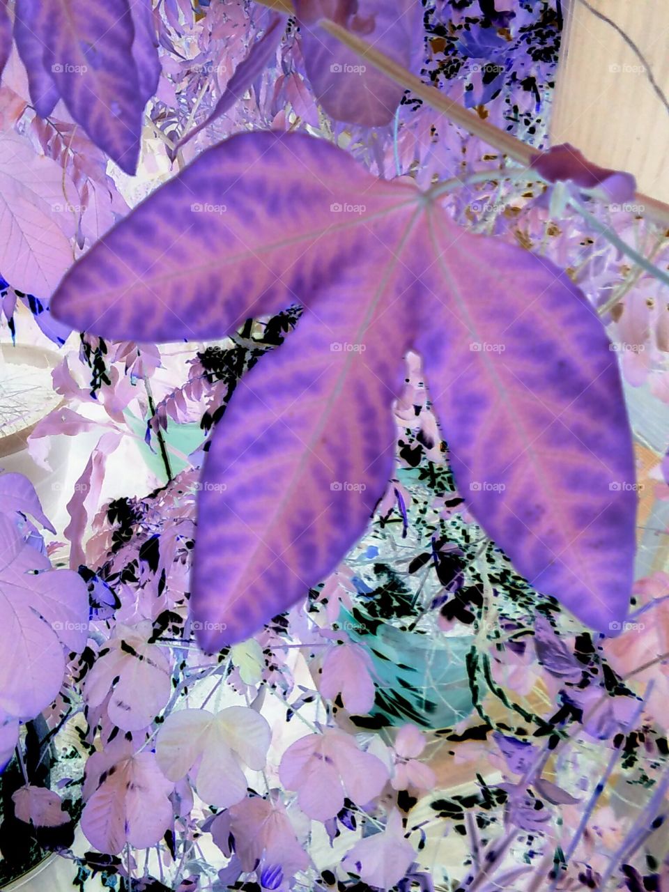Electric Purple Leaves