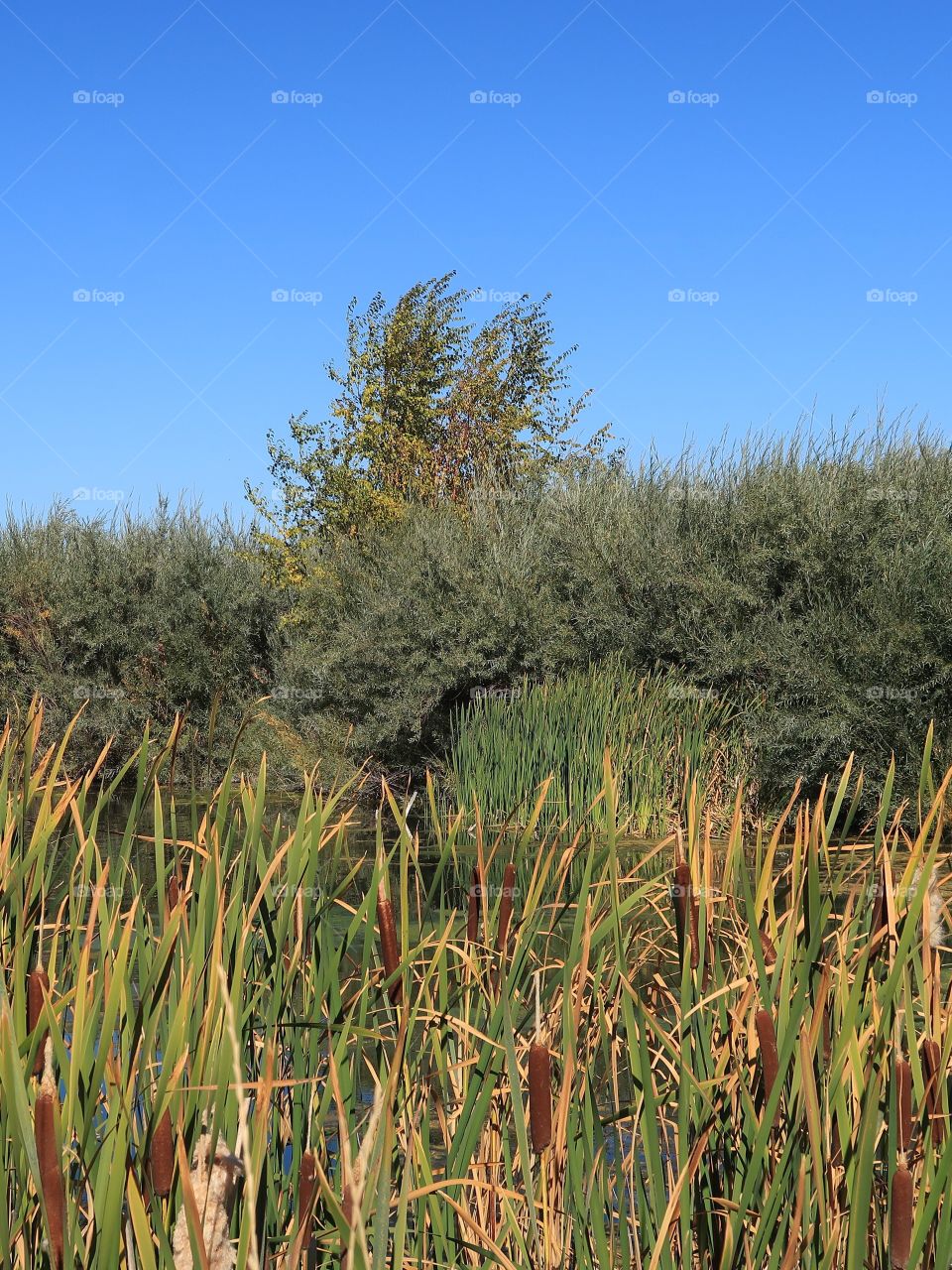 Rich green catails and bushes with a tree starting to take on its fall colors line the banks of a pond on a beautiful sunny day in Central Oregon. 