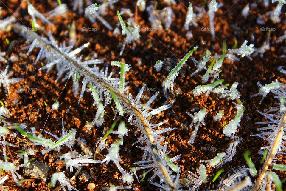 Close-up of frozen grass