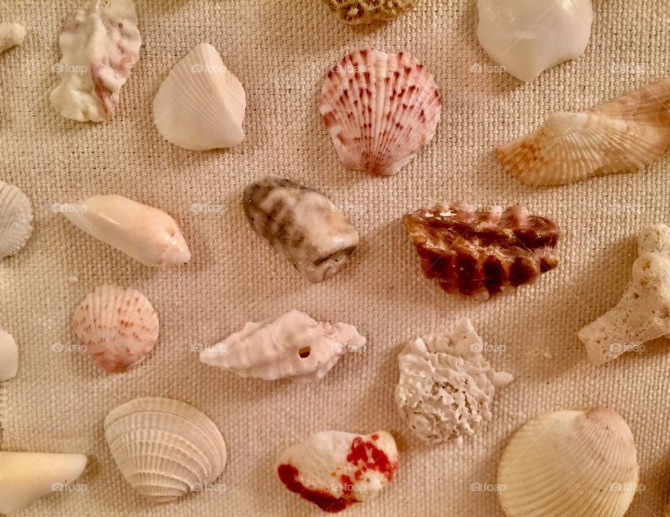 Shell Variety 