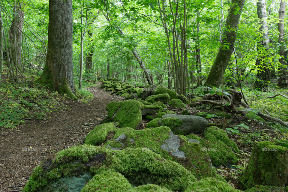 Path in beautiful green forest , moss covered old stone wall 