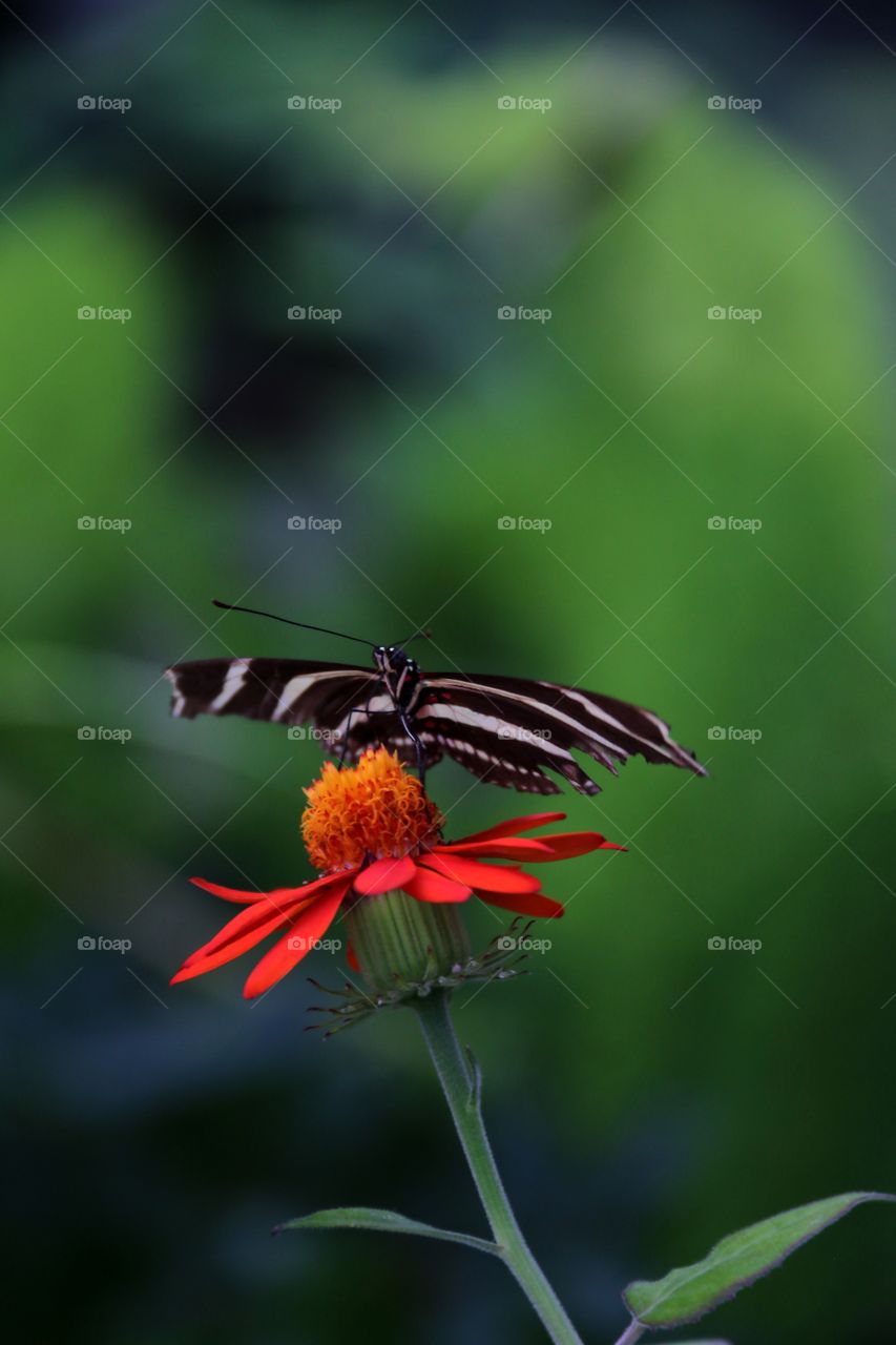 A stunning macro of a zebra like a black and white stripe patterned swallowtail butterfly 