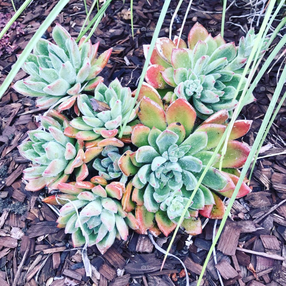 Succulents 