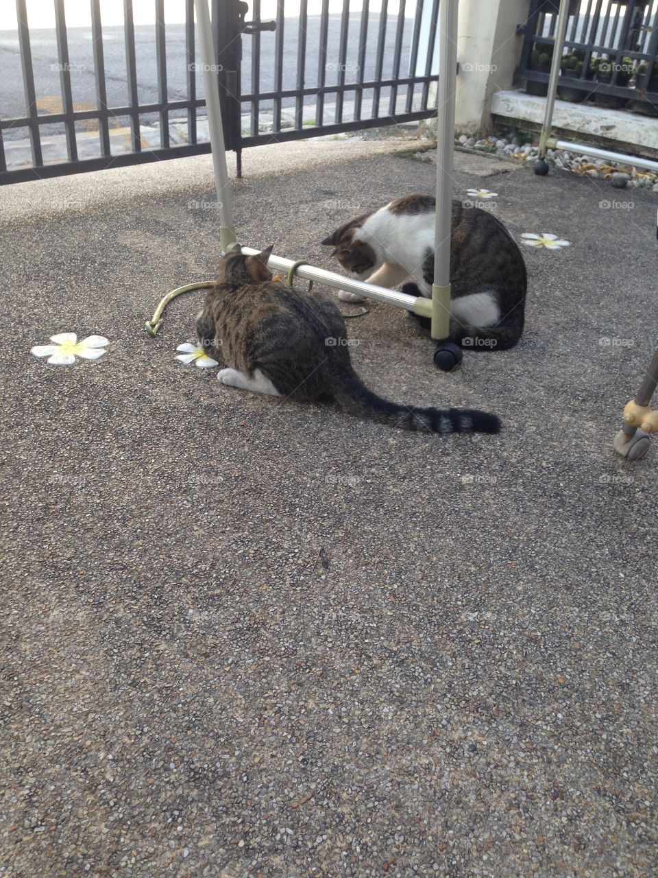 Cat vs Snake 