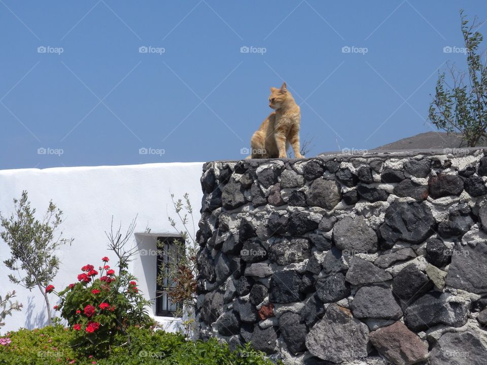 Cat on a wall