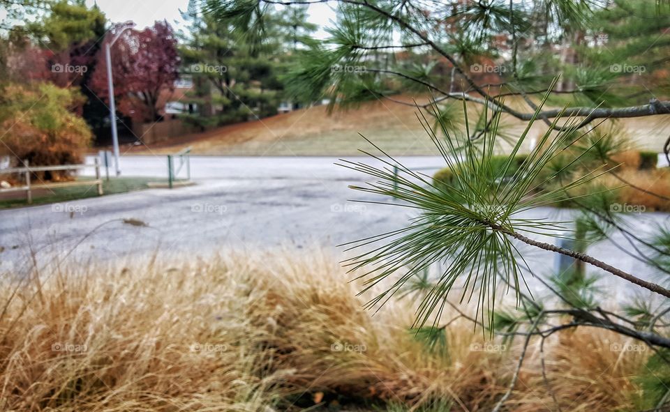 My view this morning as I took out the trash