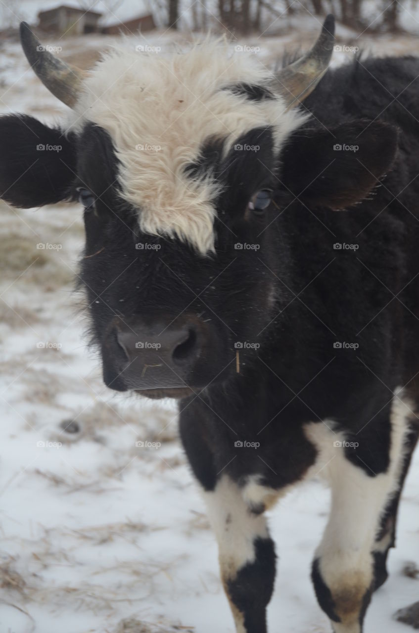 Winter Cow