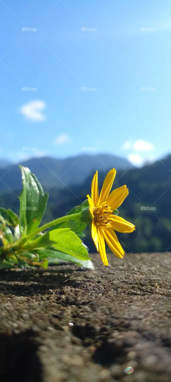beautiful flowers, natural, nature, yellow, with sky, morning