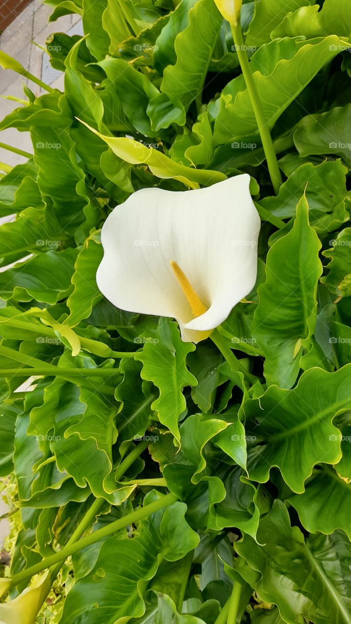 White lilies in bloom summer Ireland