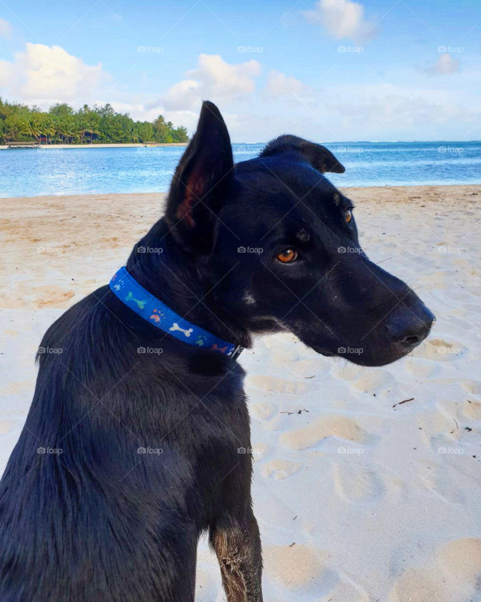 Black Dog on the Beach