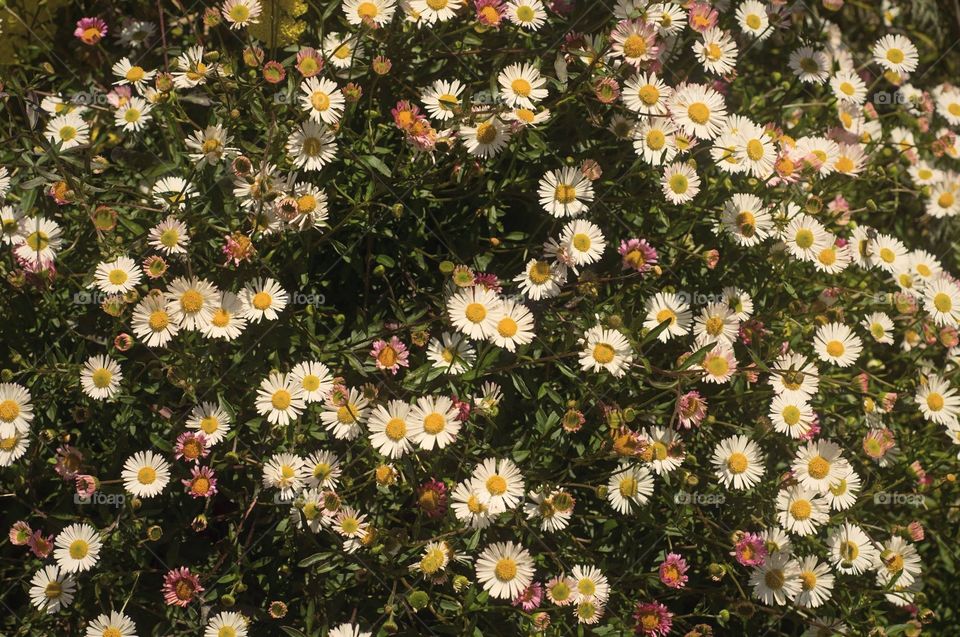 San Francisco daisy field 