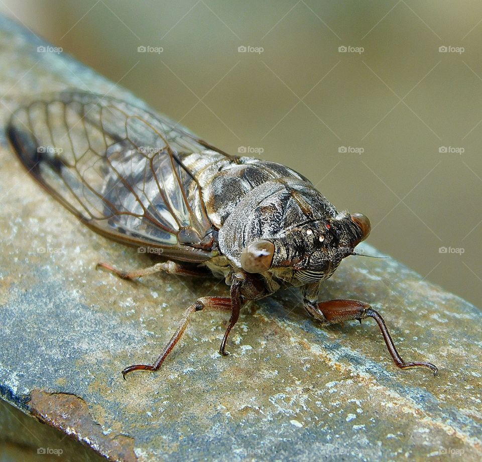 A look in the eye - Cicadas bug looking at me.The cicadas are a superfamily, the Cicadoidea, of insects in the order Hemiptera (true bugs). They are in the suborder Auchenorrhyncha, along with smaller jumping bugs such as leafhoppers and froghoppers