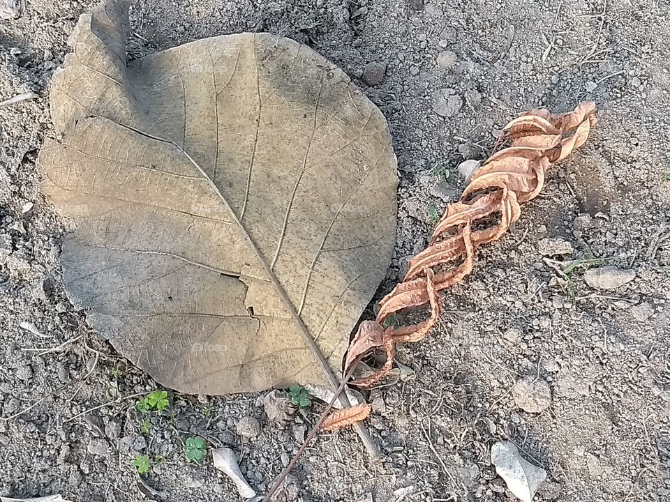 dry leaf
