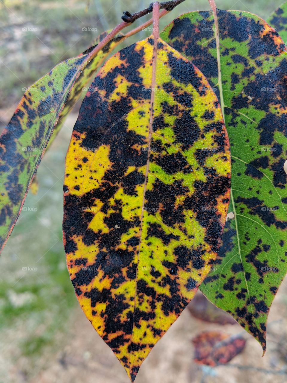 speckled leaf
