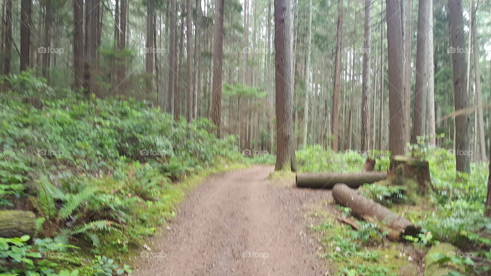 misty woods path