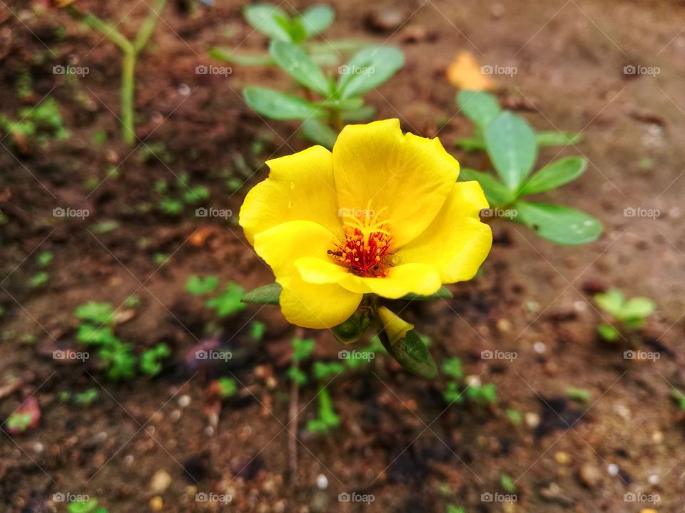 very beautiful flower. the inside of the flower ants are moving