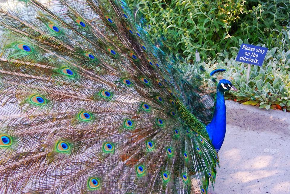 peacock