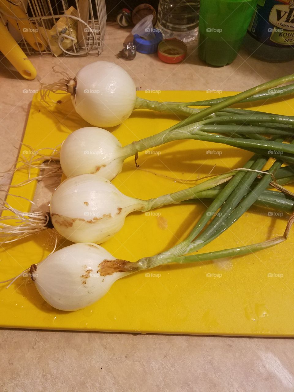 Onions straight out of the ground