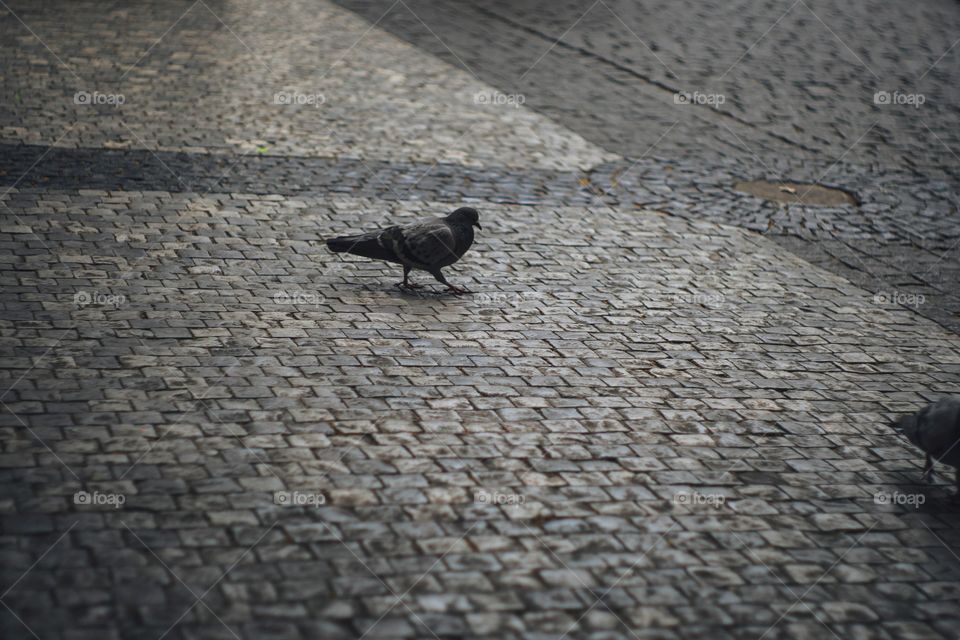 Pigeon on the street
