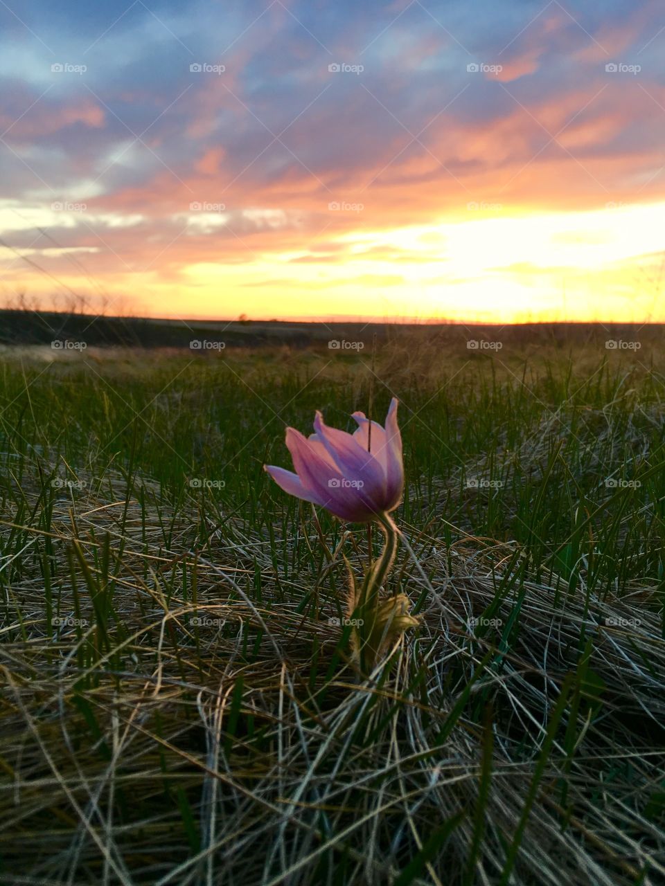 Crocus in the sunset