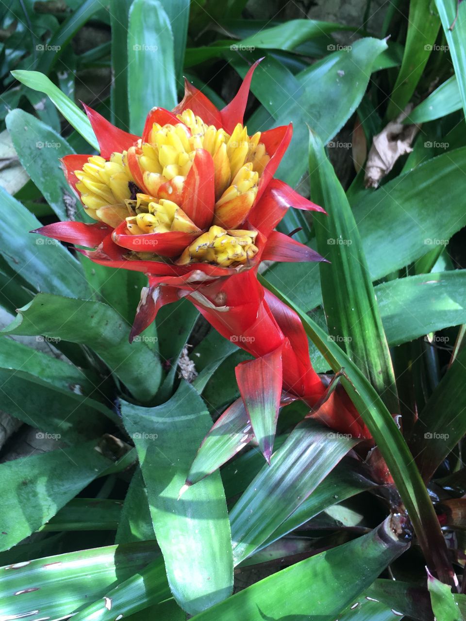 Red and yellow plant