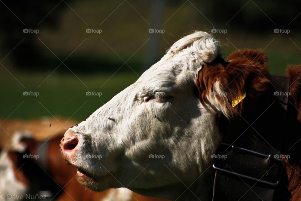Relaxing Swiss Cow