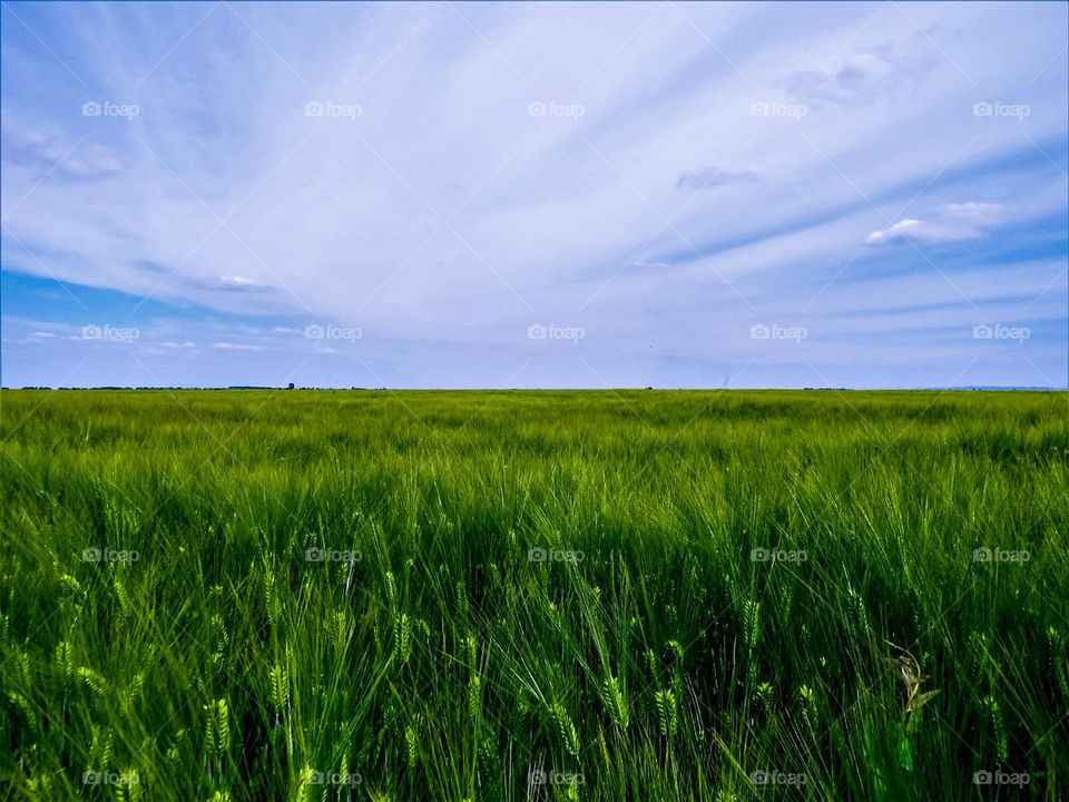 green, sky, contryside
